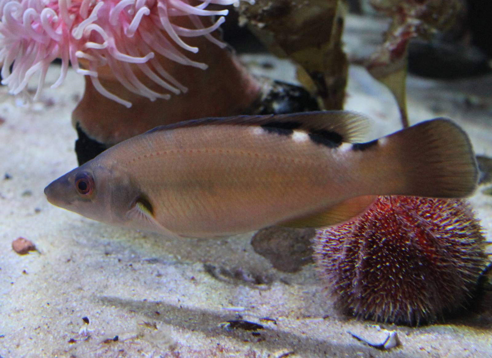 Cuckoo wrasse female