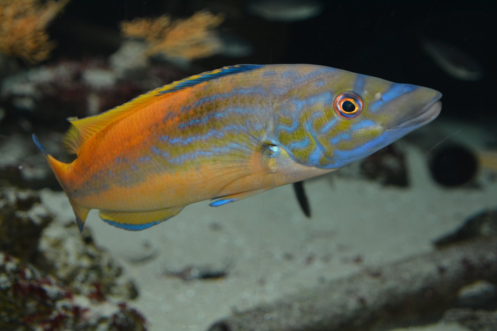 Cuckoo wrasse (Labrus mixtus)