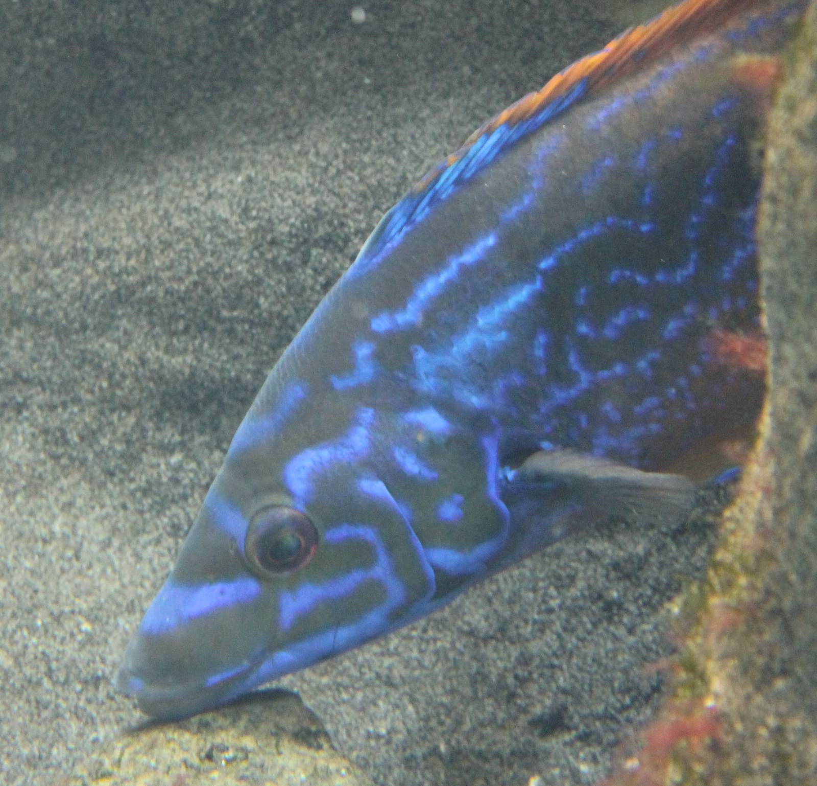Cuckoo wrasse - male