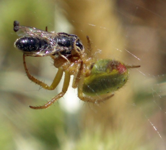Cucumber Green Spider (Araniella cucurbitina)