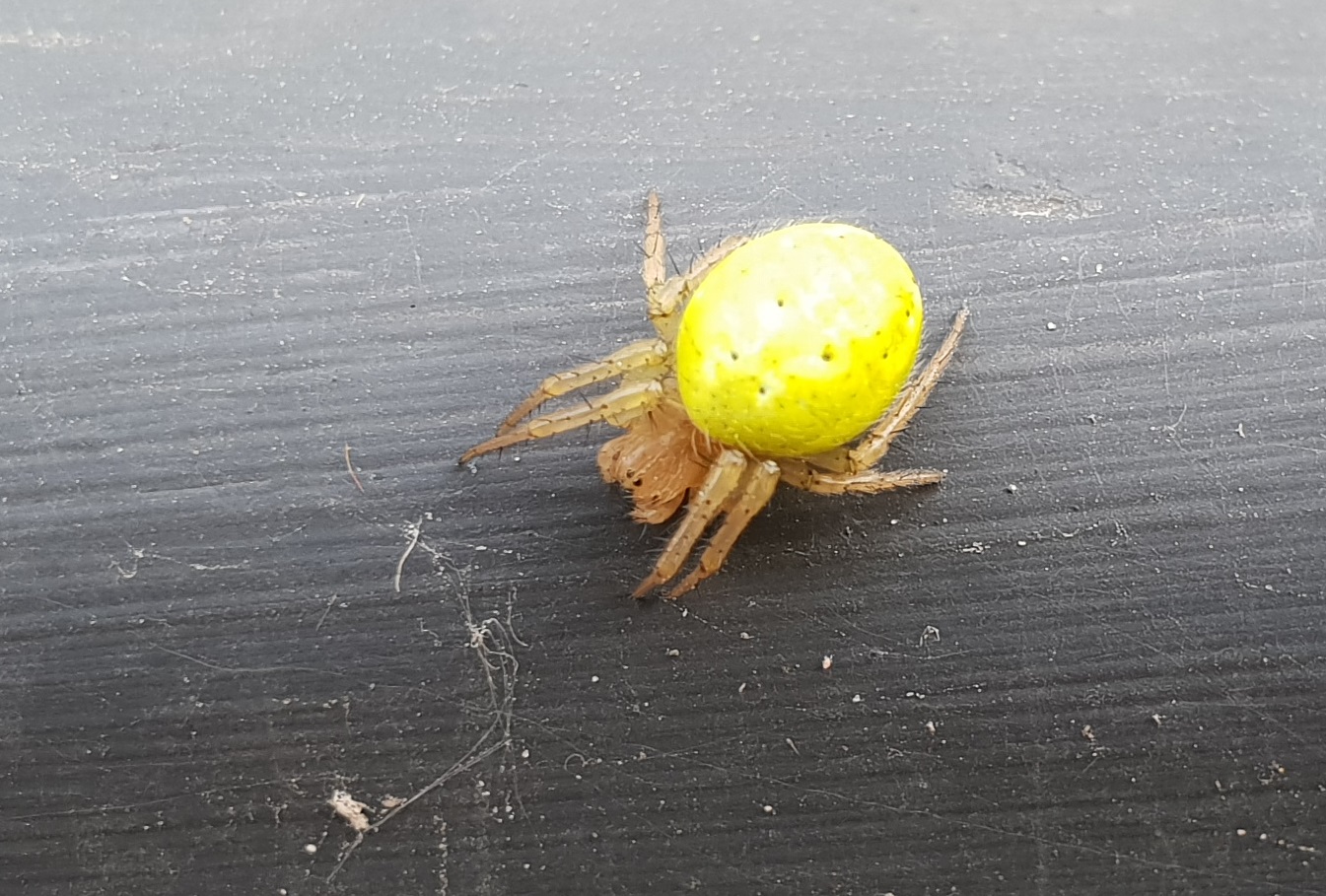 Cucumber green spider - Araniella cucurbitina
