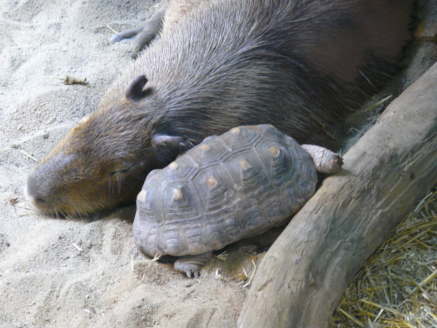 Cuddle buddies - reopening 31-08-2020