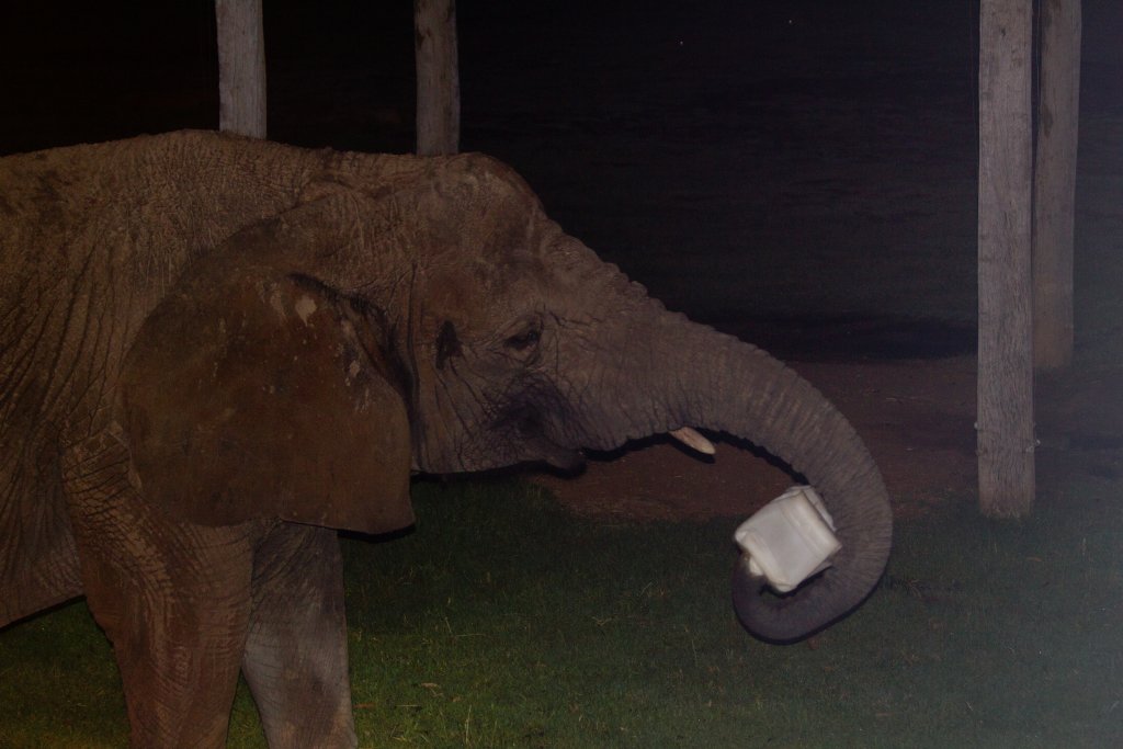 Cuddles gets an enrichment feed