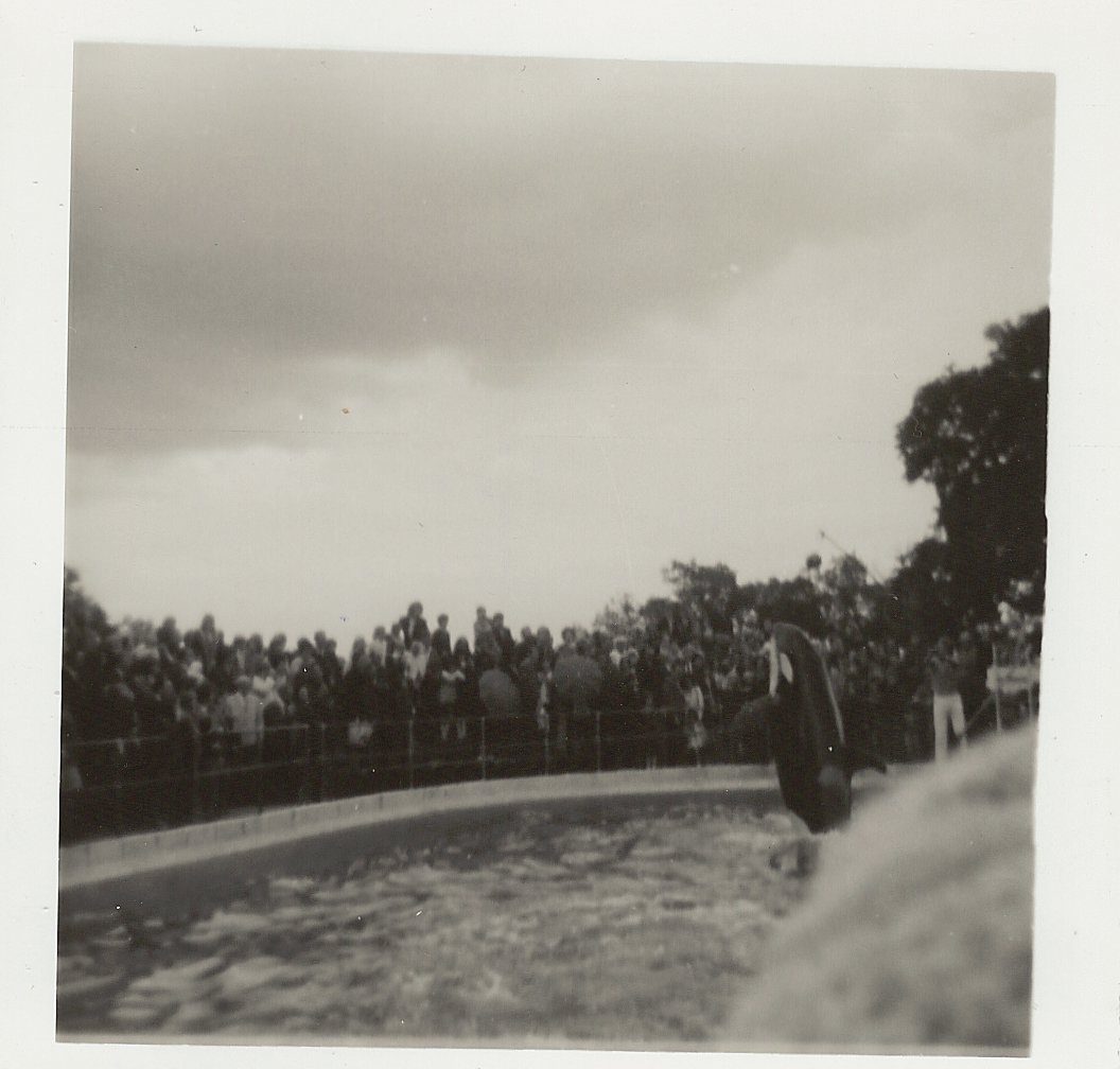 Cuddles the killer whale, June 1971