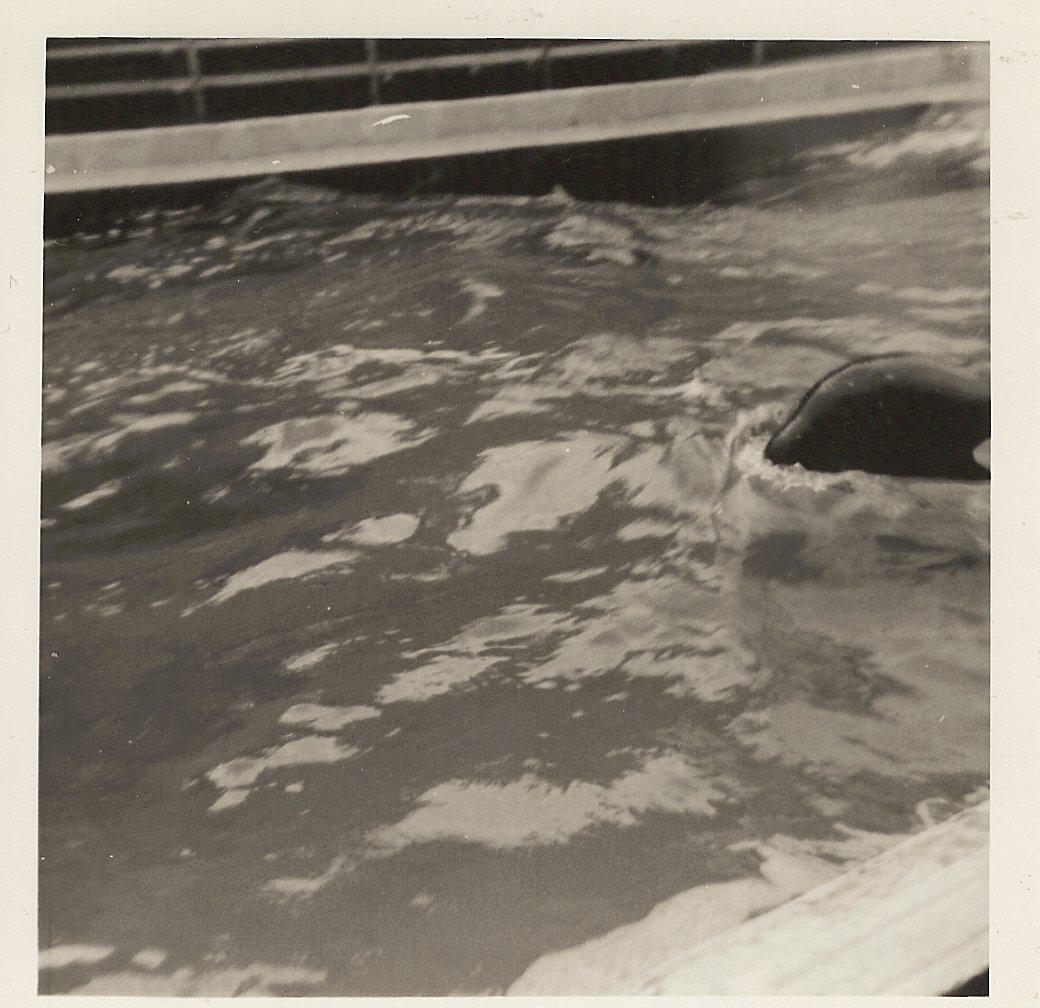 Cuddles the killer whale, June 1971