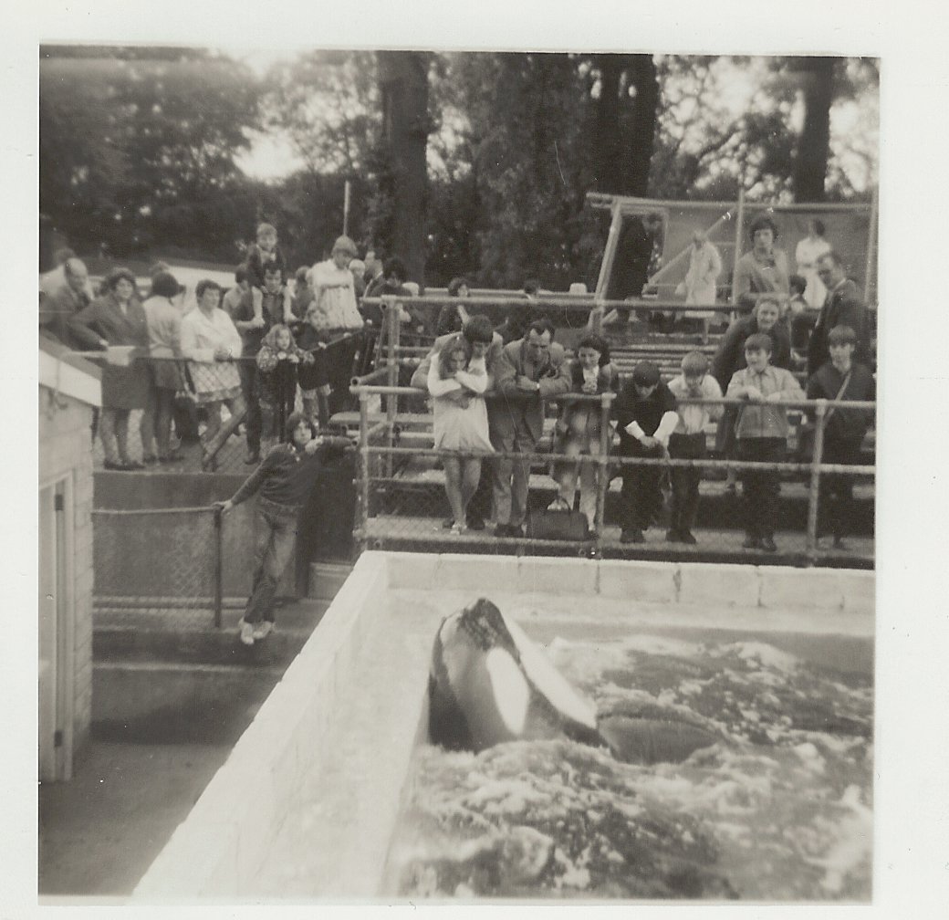 Cuddles the killer whale, June 1971