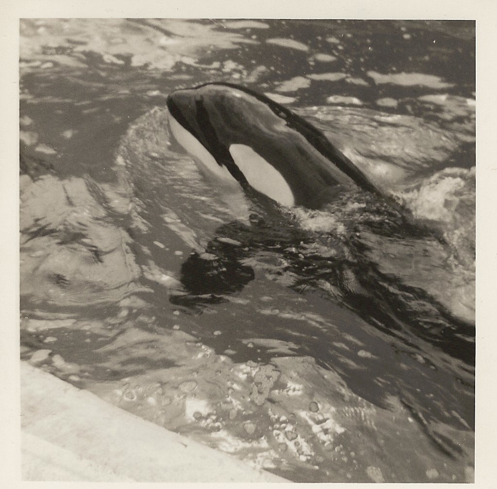 Cuddles the killer whale, June 1971