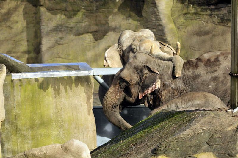 Cuddling elephants at Hagenbeck