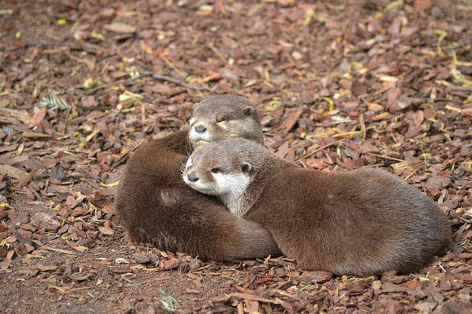 Cuddling otters
