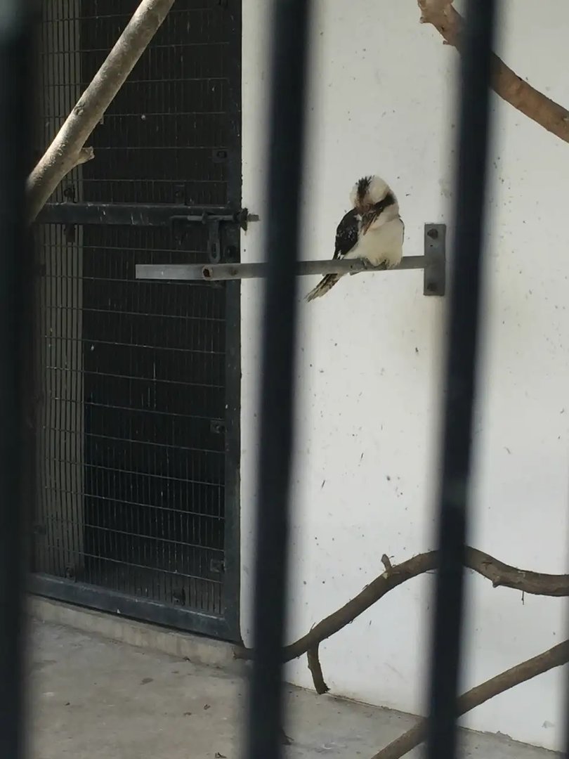 “Cui Cui”The Laughing Kookaburra（Dacelo Novaeguineae）