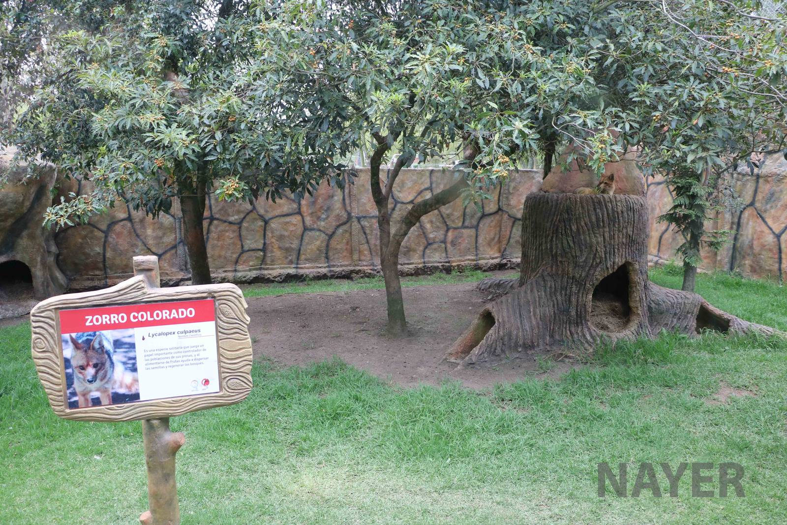 Culpeo enclosure, March 2016