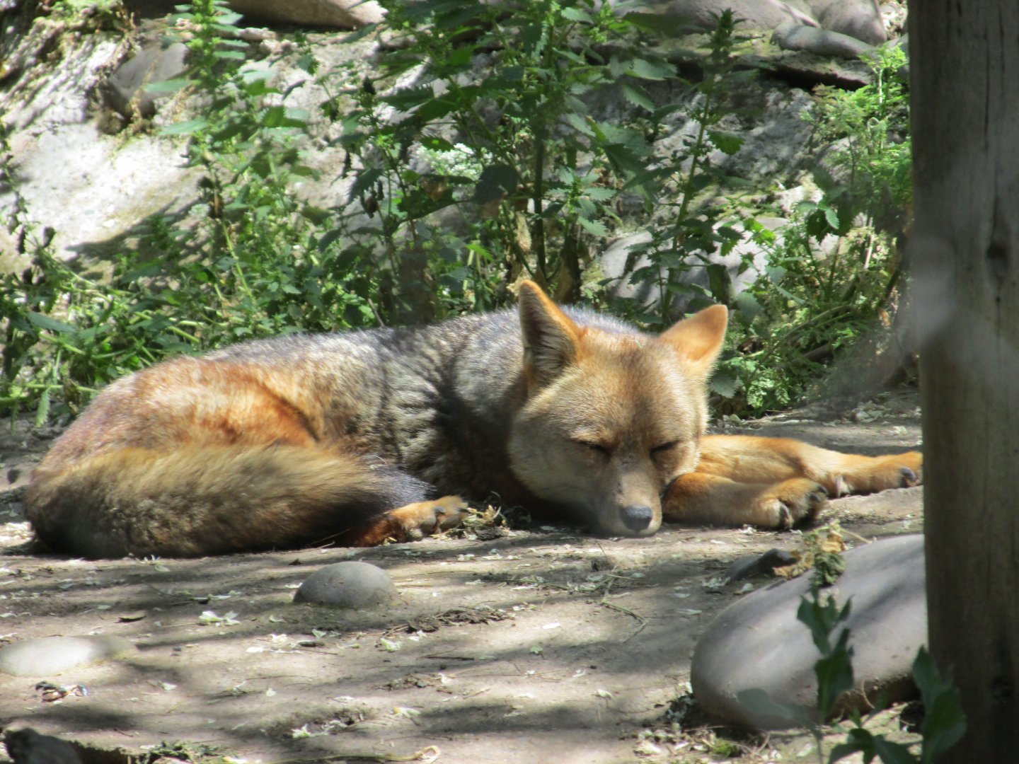 culpeo fox buin zoo