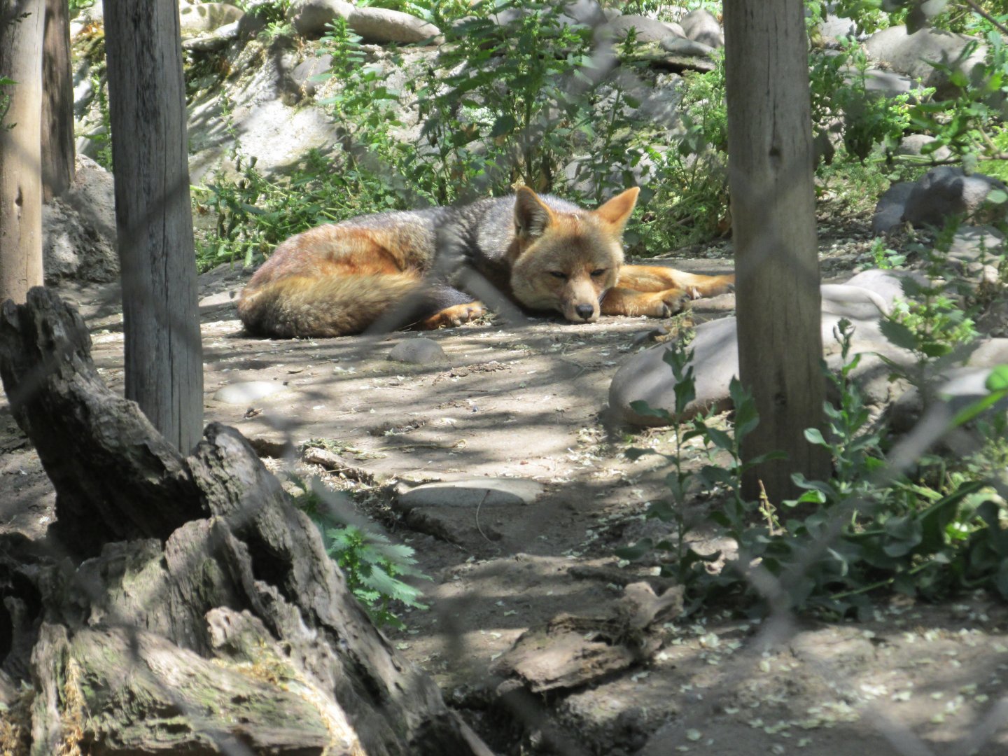 culpeo fox buin zoo