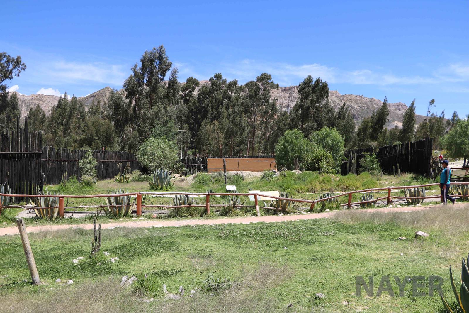 Culpeo fox enclosure, March 2016