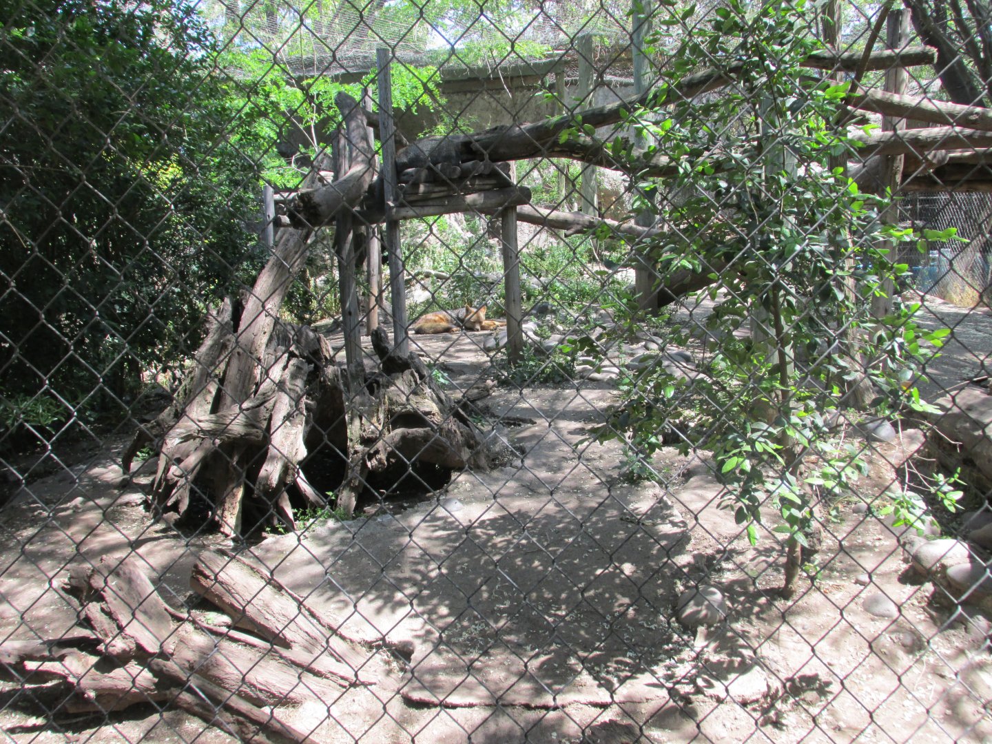 culpeo fox exhibit buin zoo