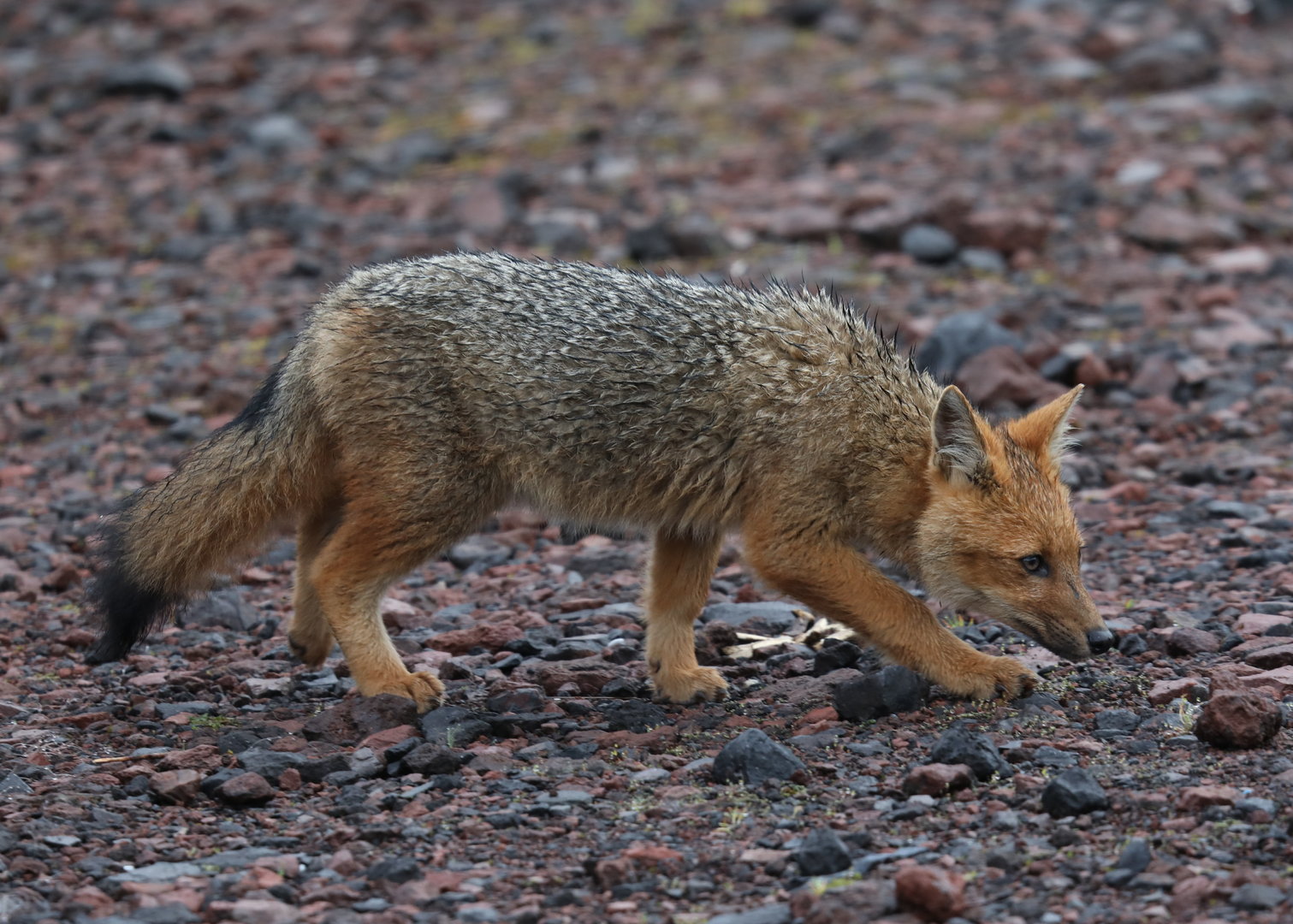 culpeo (Lycalopex culpaeus)