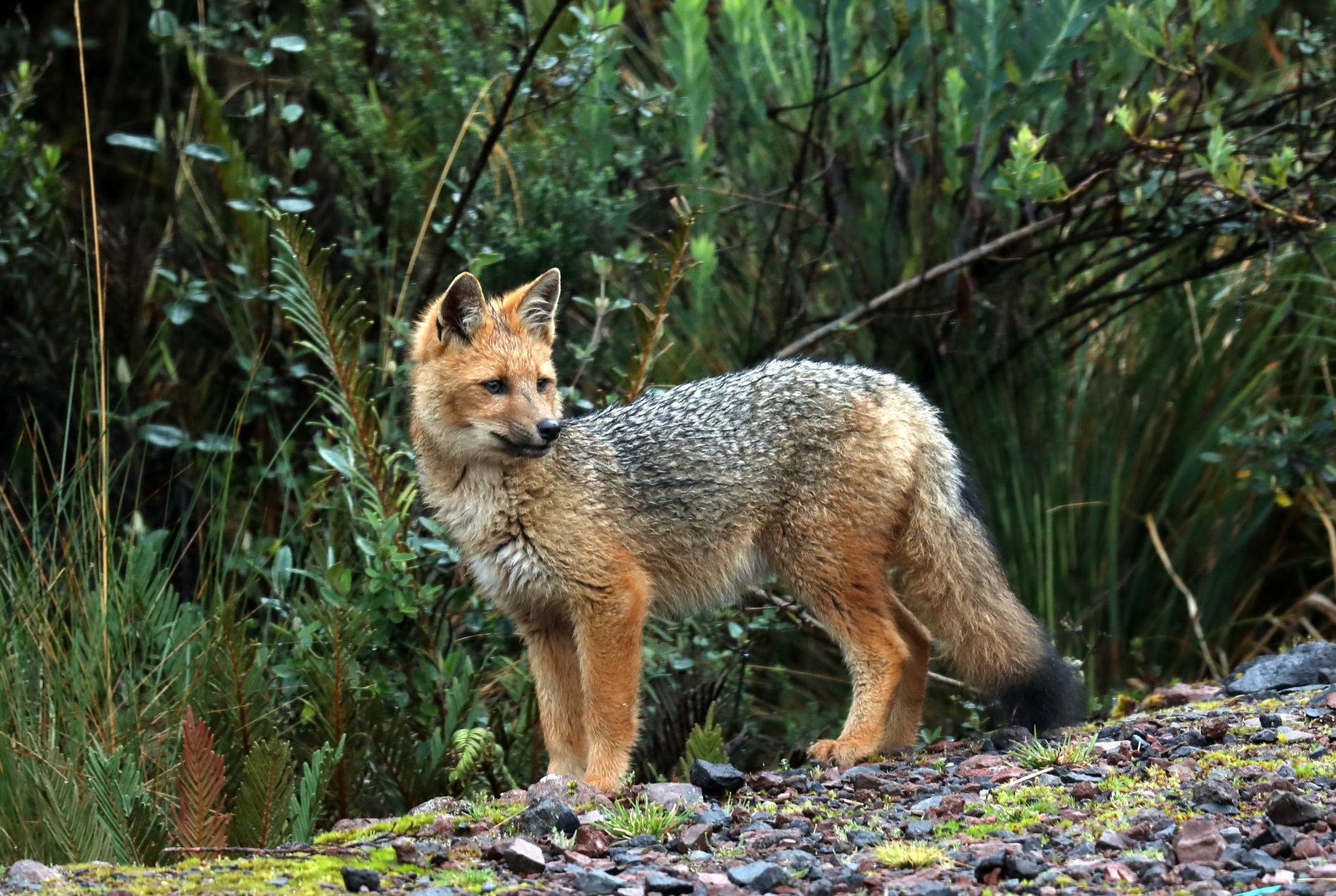 culpeo (Lycalopex culpaeus)