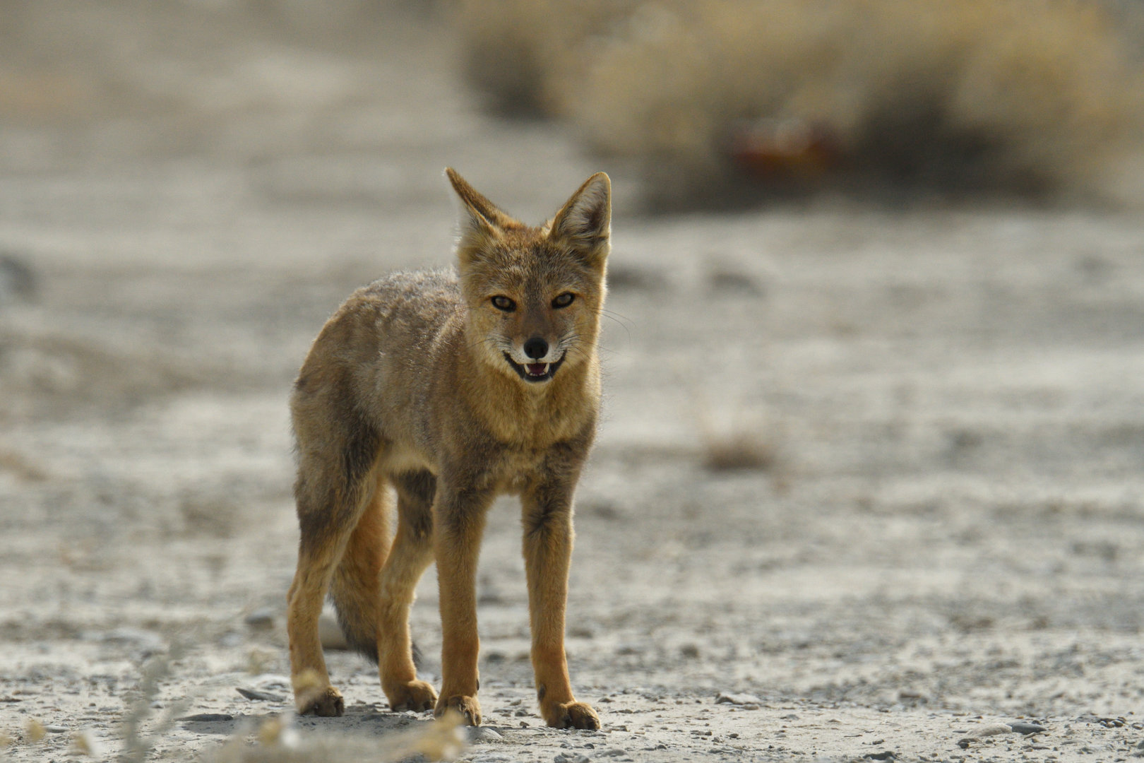 Culpeo (Lycalopex culpaeus)