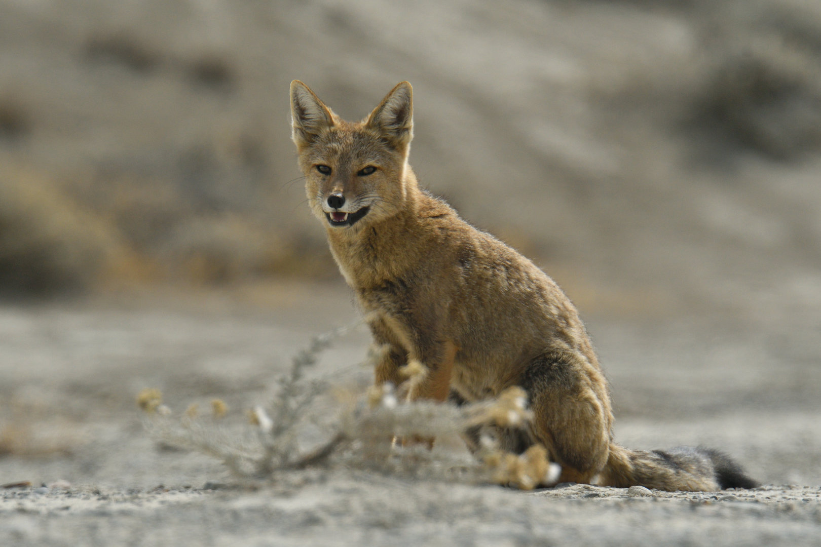 Culpeo (Lycalopex culpaeus)