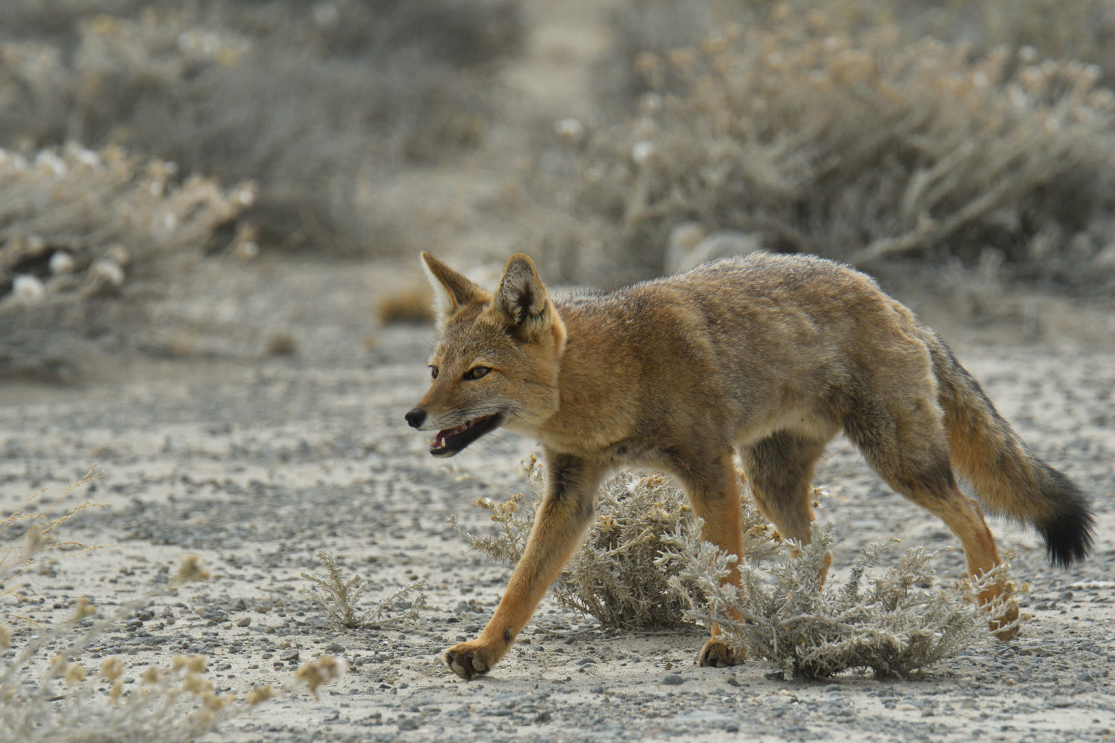 Culpeo (Lycalopex culpaeus)