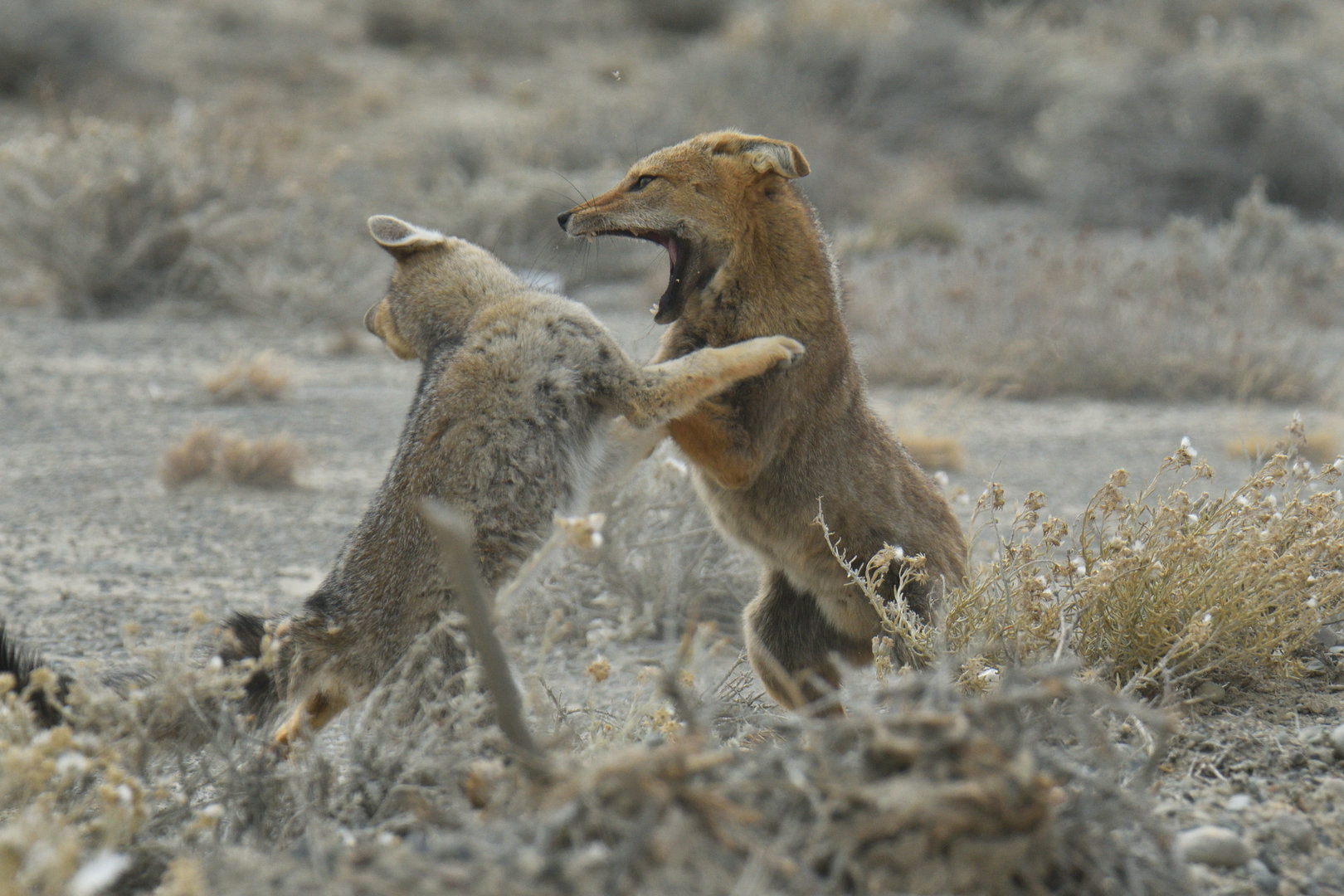 Culpeo (Lycalopex culpaeus)