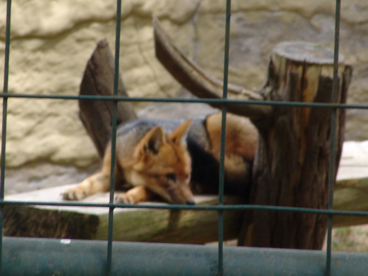 Culpeo or Andean Fox (Lycalopex culpaeus)