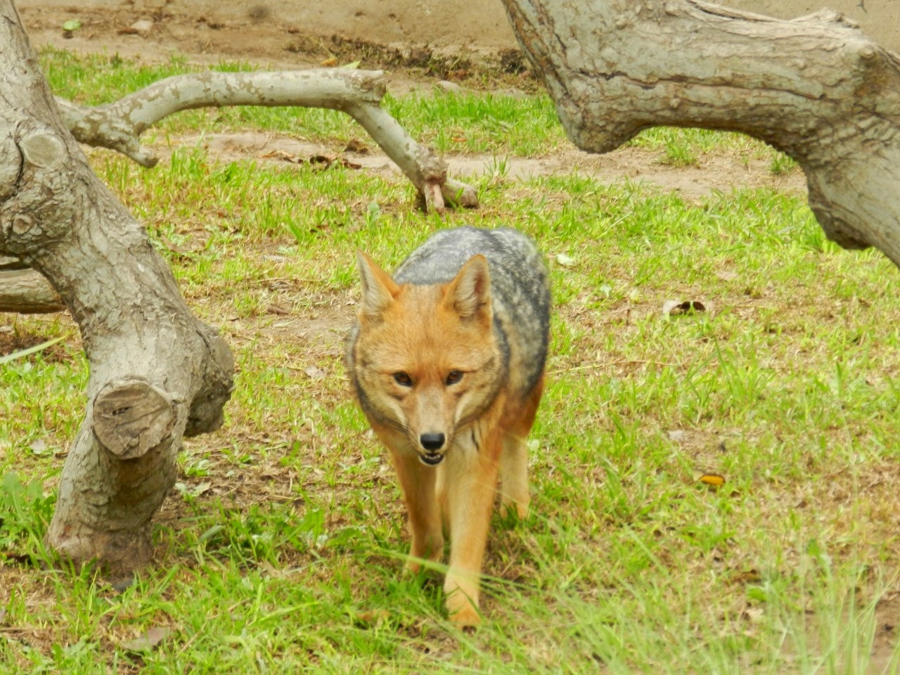 Culpeo - Parque de Las Leyendas