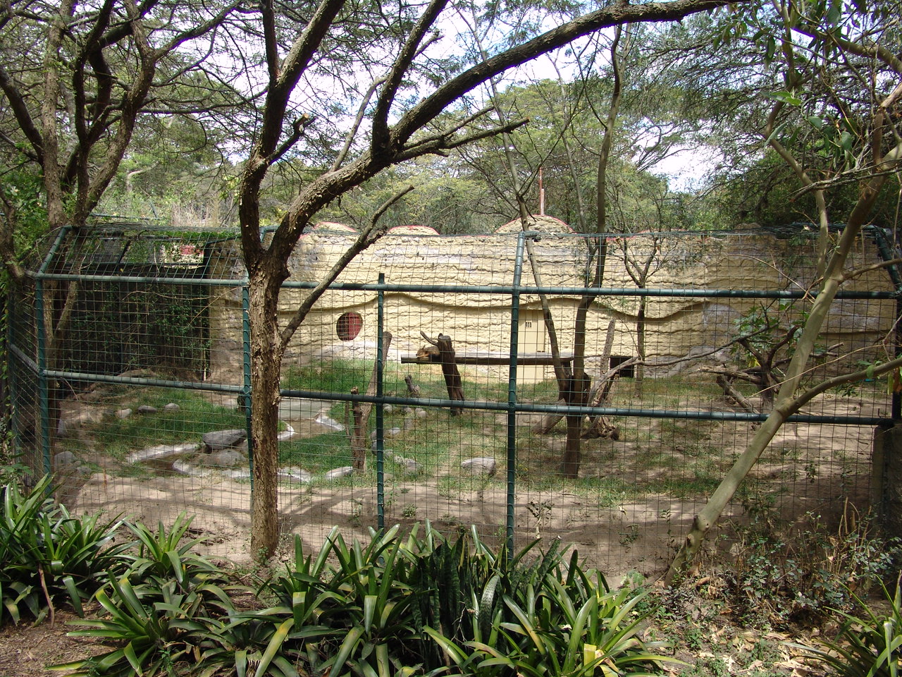 Culpeo's or Andean Fox (Lycalopex culpaeus) enclosure