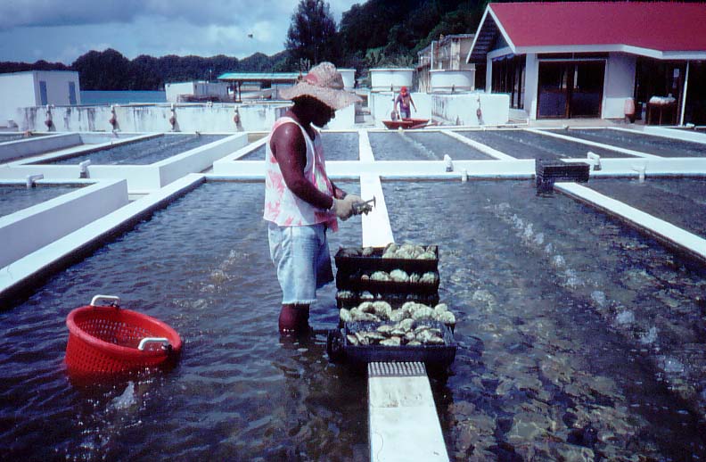 Culturing clams, Melanesian Mariculture Demonstration Centre - Palau