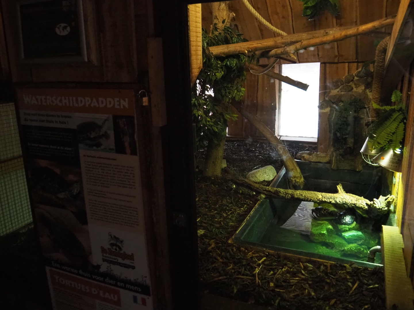 Cumberland slider and boa constrictor terrarium room