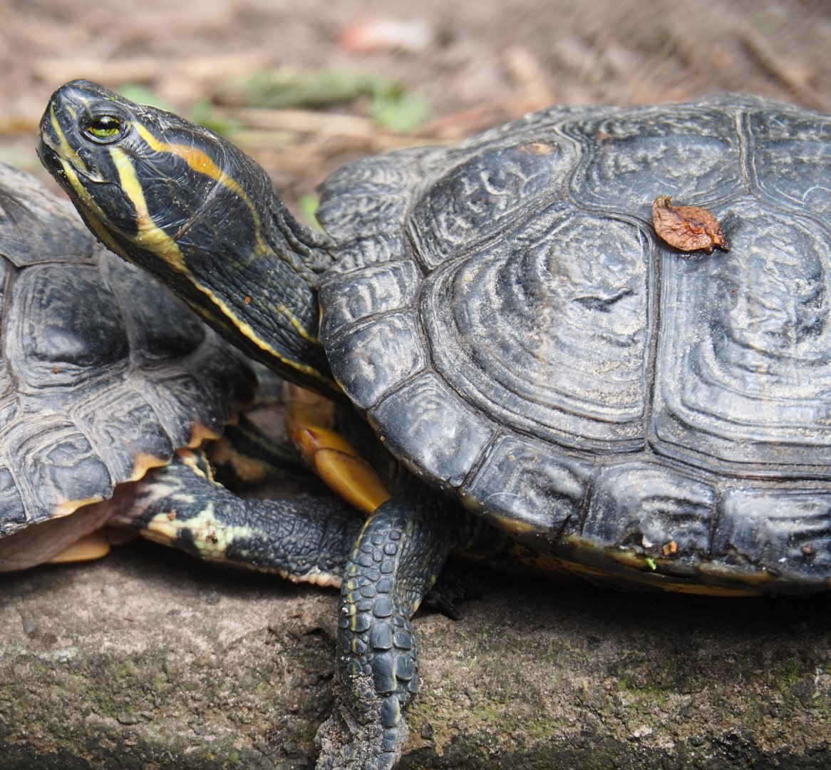 Cumberland slider (Trachemys scripta troostii), 2019-05-25