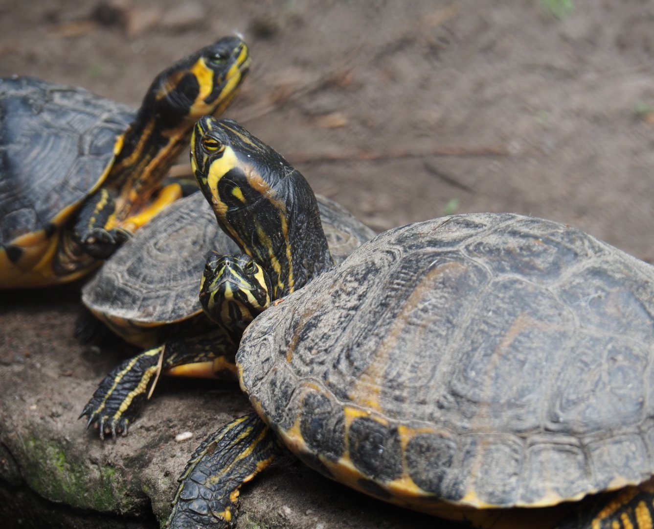 Cumberland sliders (Trachemys scripta troostii), 2019-05-25