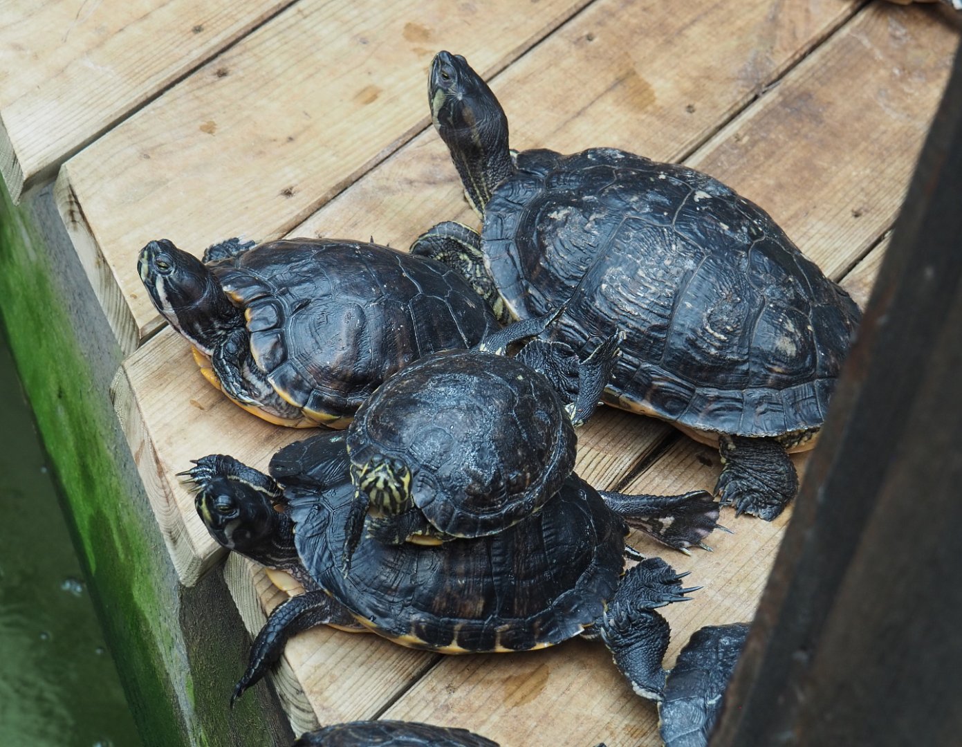 Cumberland (Trachemys scripta troostii) and Yellow-bellied sliders (T. s. scripta), 2020-09-02