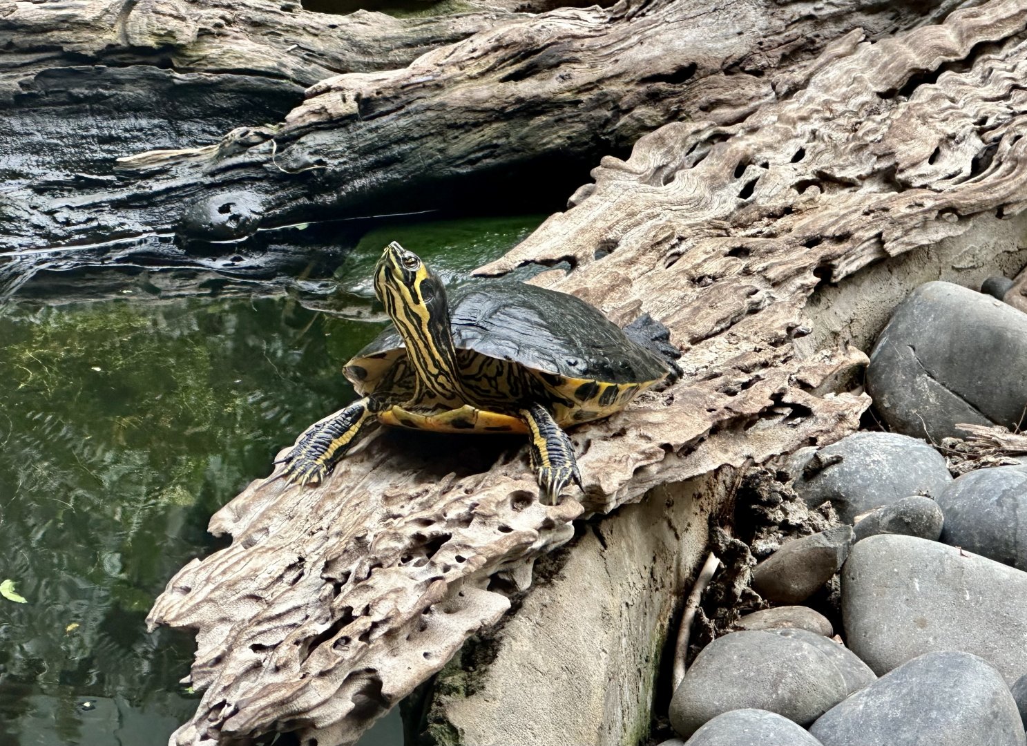 Cumberland's slider turtle (Trachemys scripta troostii)