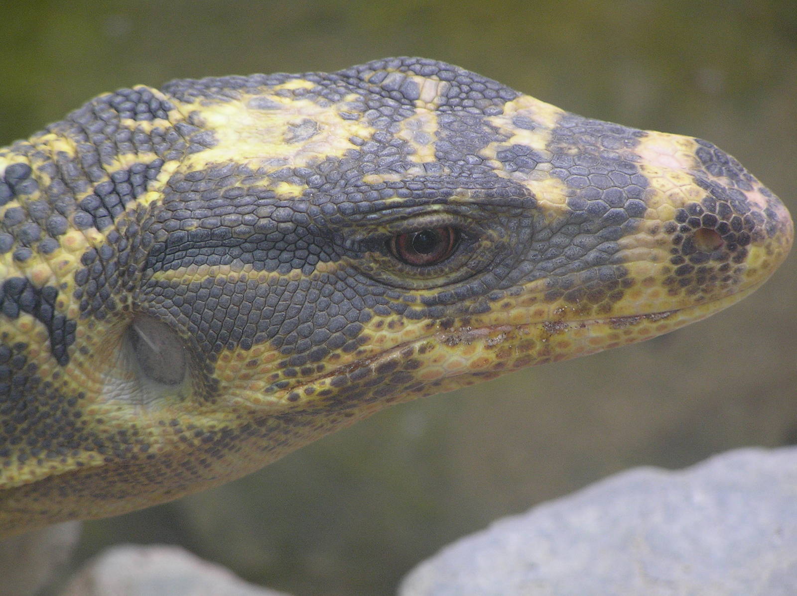 Cuming's water monitor (Varanus salvator cumingi).  Frankfurt 06