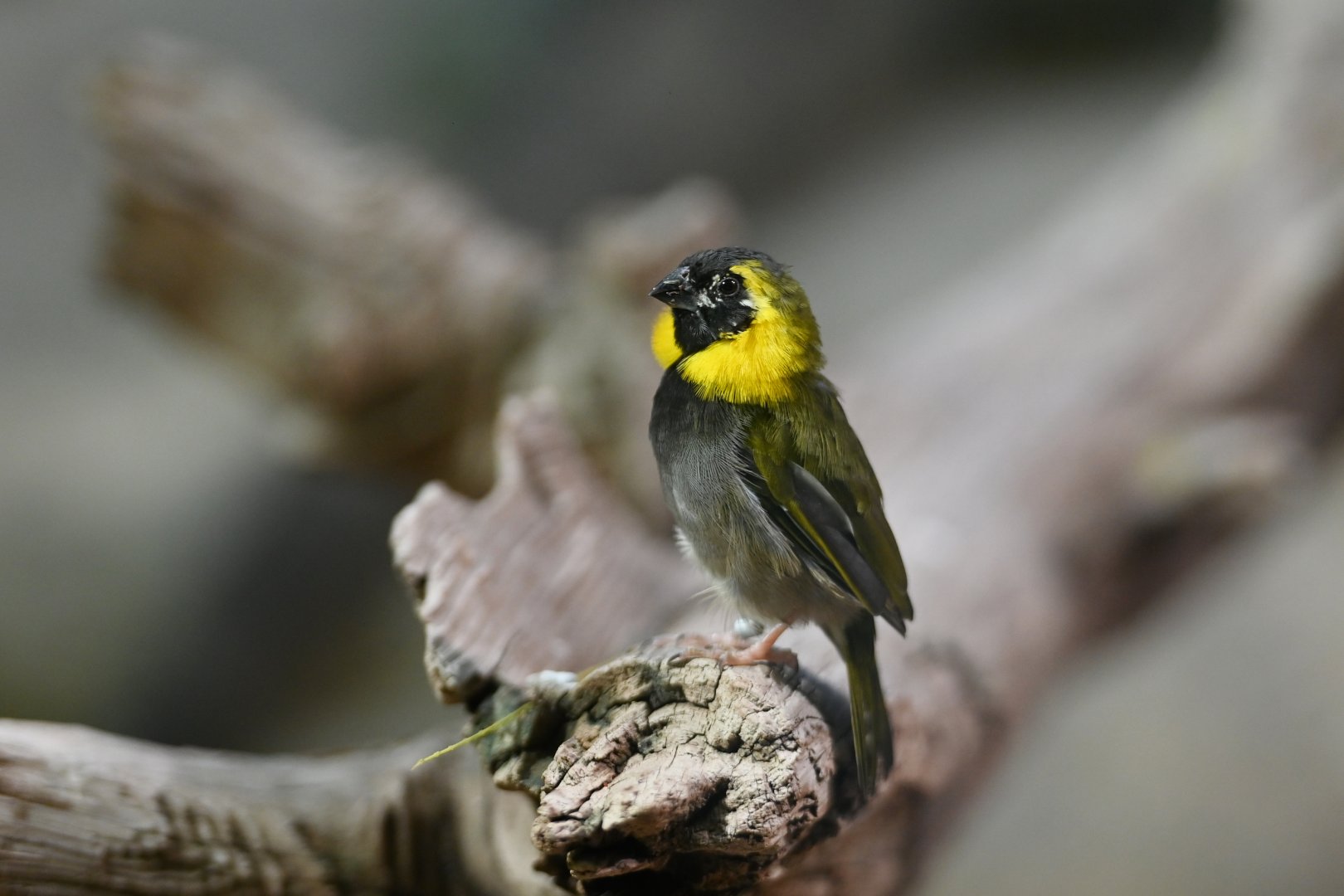 Cunban grassquit (Tiaris canorus)