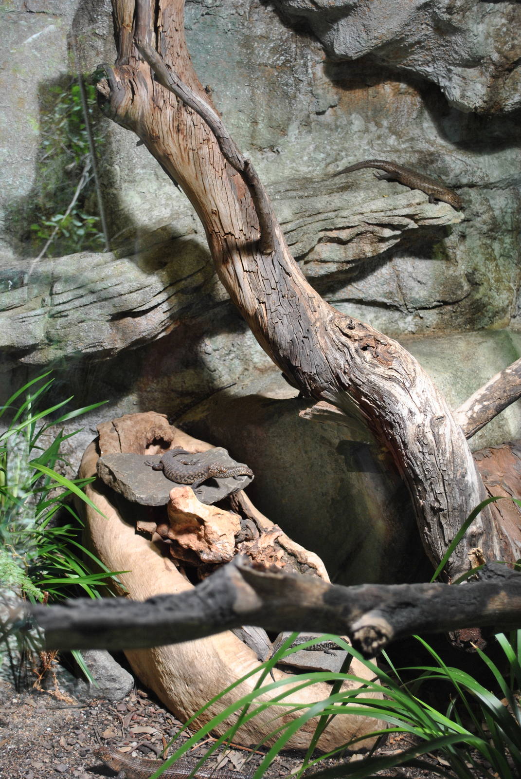 Cunningham Skink/ Diamond Python Exhibit 11/2012