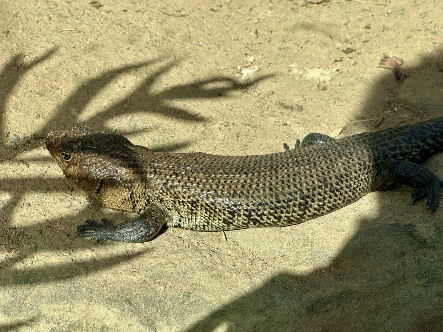 Cunningham skink (Egernia cunninghami)