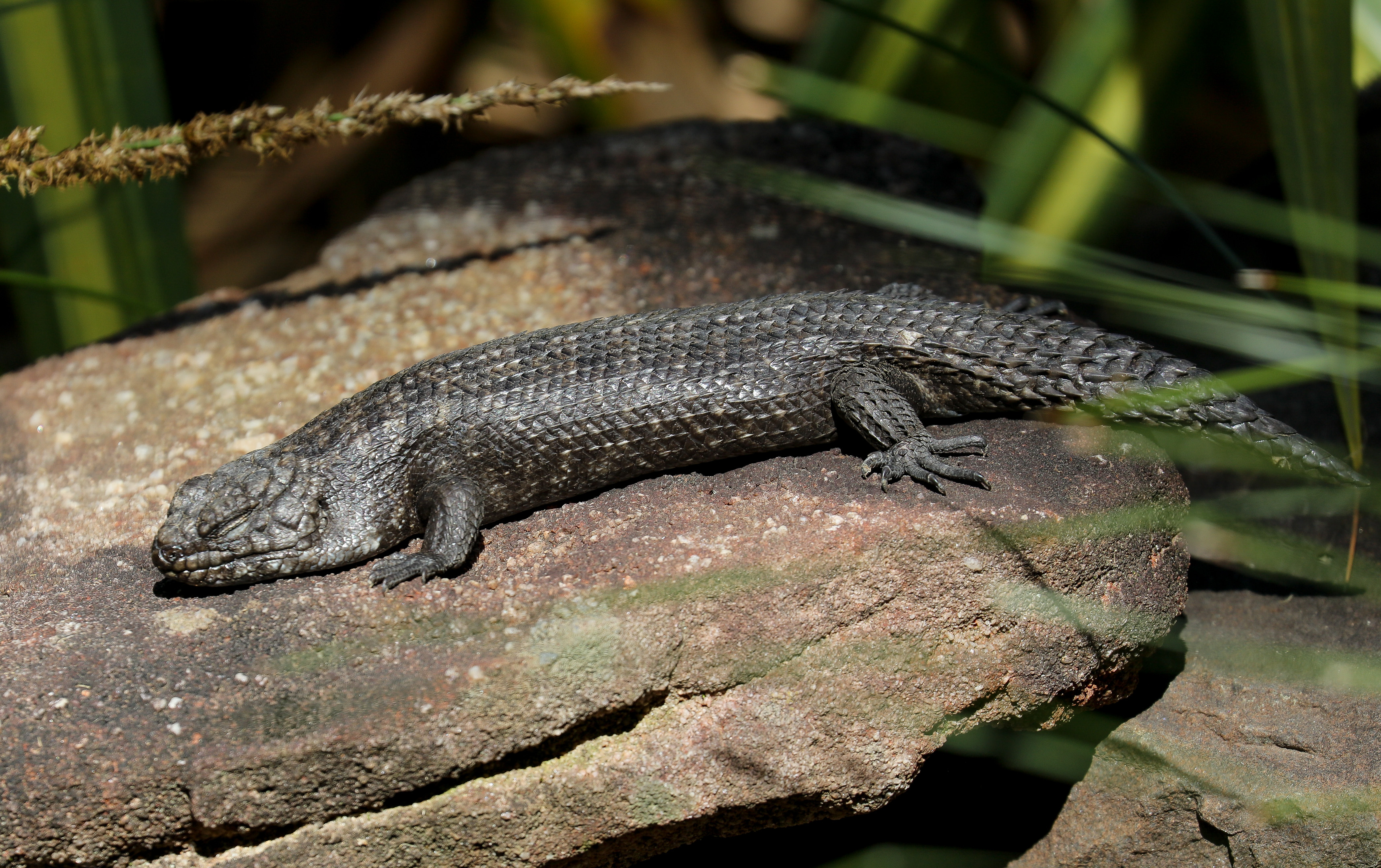 Cunningham Skink