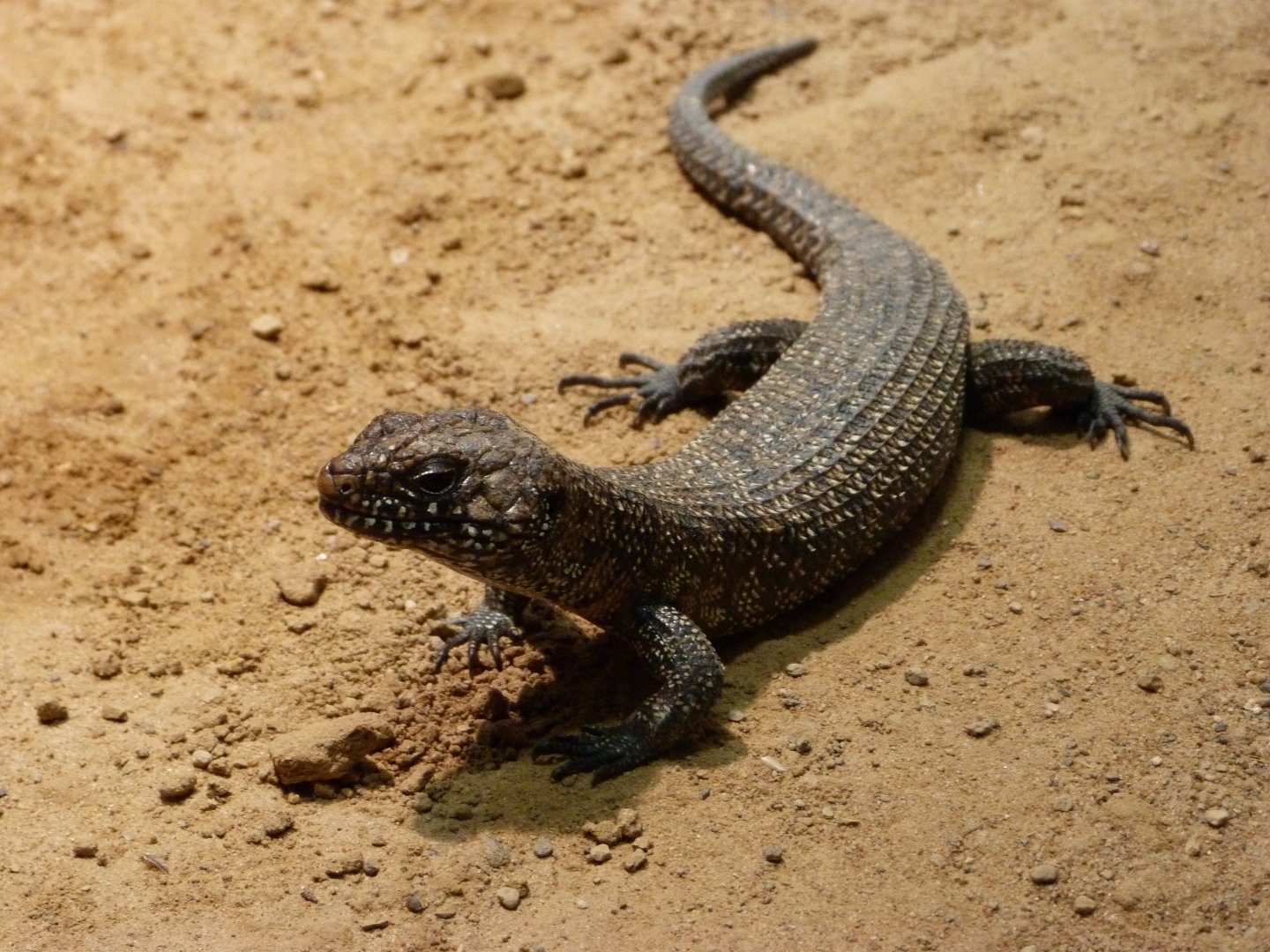 Cunningham's skink -Aquarium Berlin (2024)