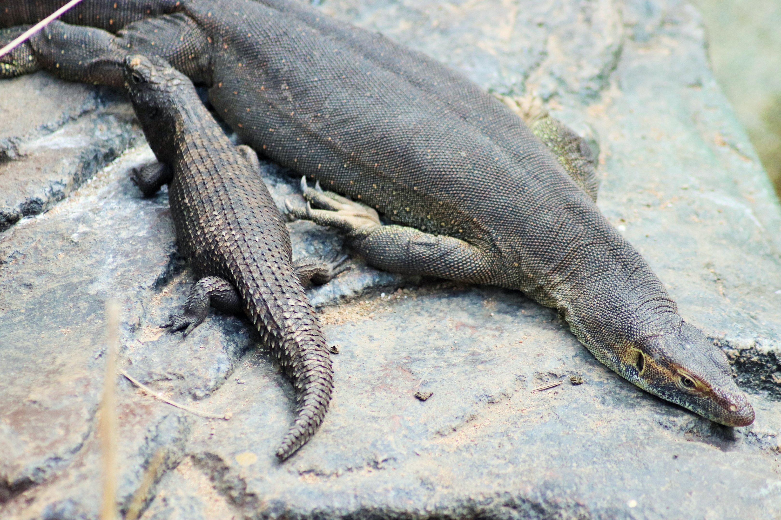 Cunningham's Skink (Egernia cunninghami) and Merten's Water Monitor (Varanus mertensi)