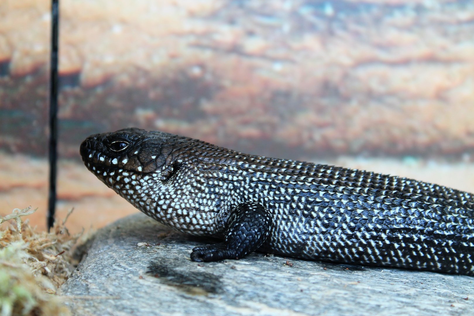 Cunningham's Skink (Egernia cunninghami)