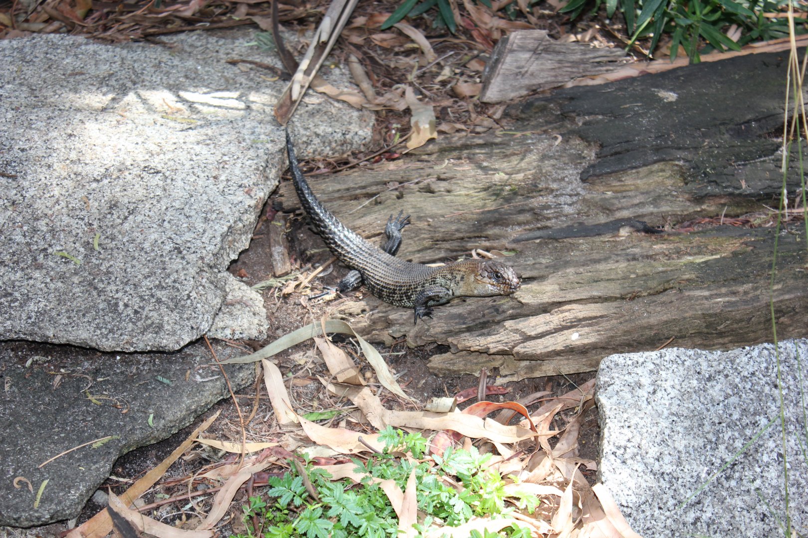 Cunningham's Skink (Egernia cunninghami)