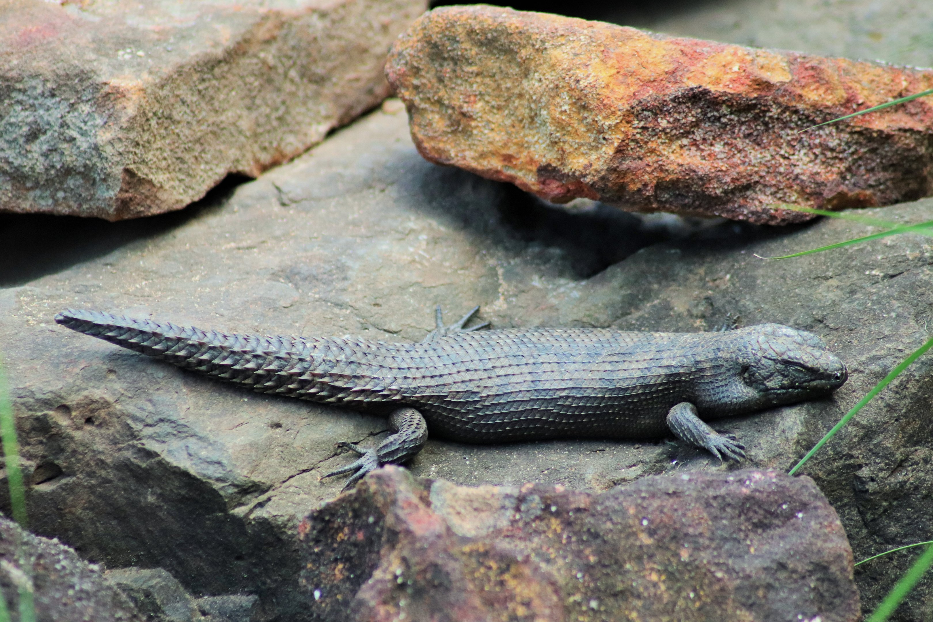 Cunningham's Skink (Egernia cunninghami)