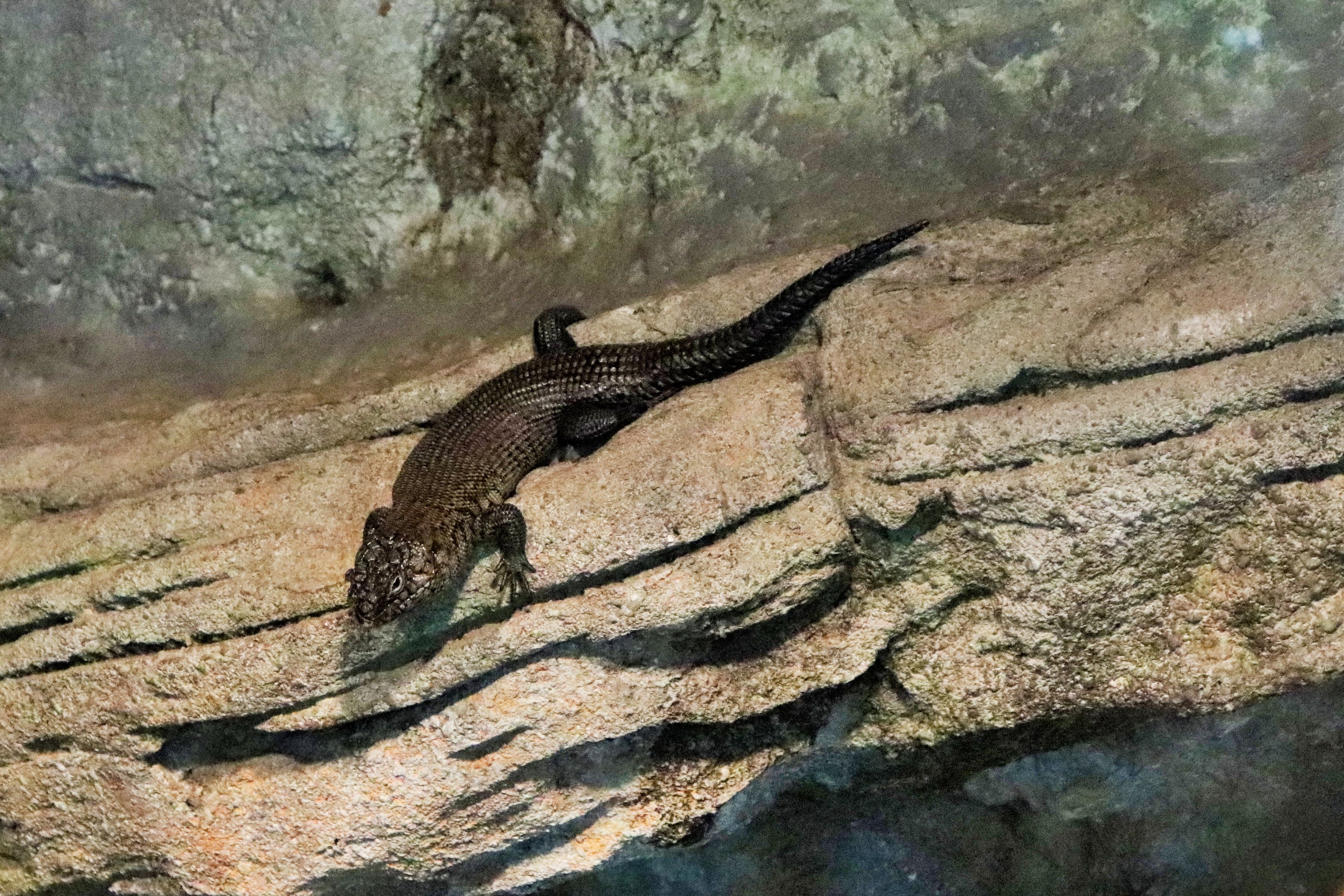 Cunningham's Skink (Egernia cunninghami)