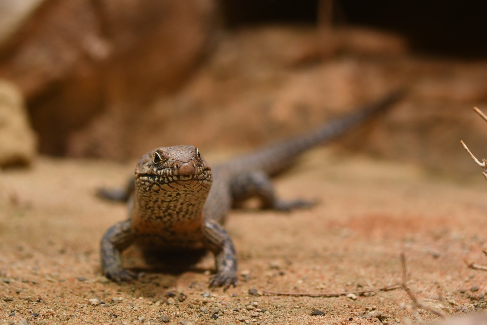 Cunningham's skink (Egernia cunninghami)