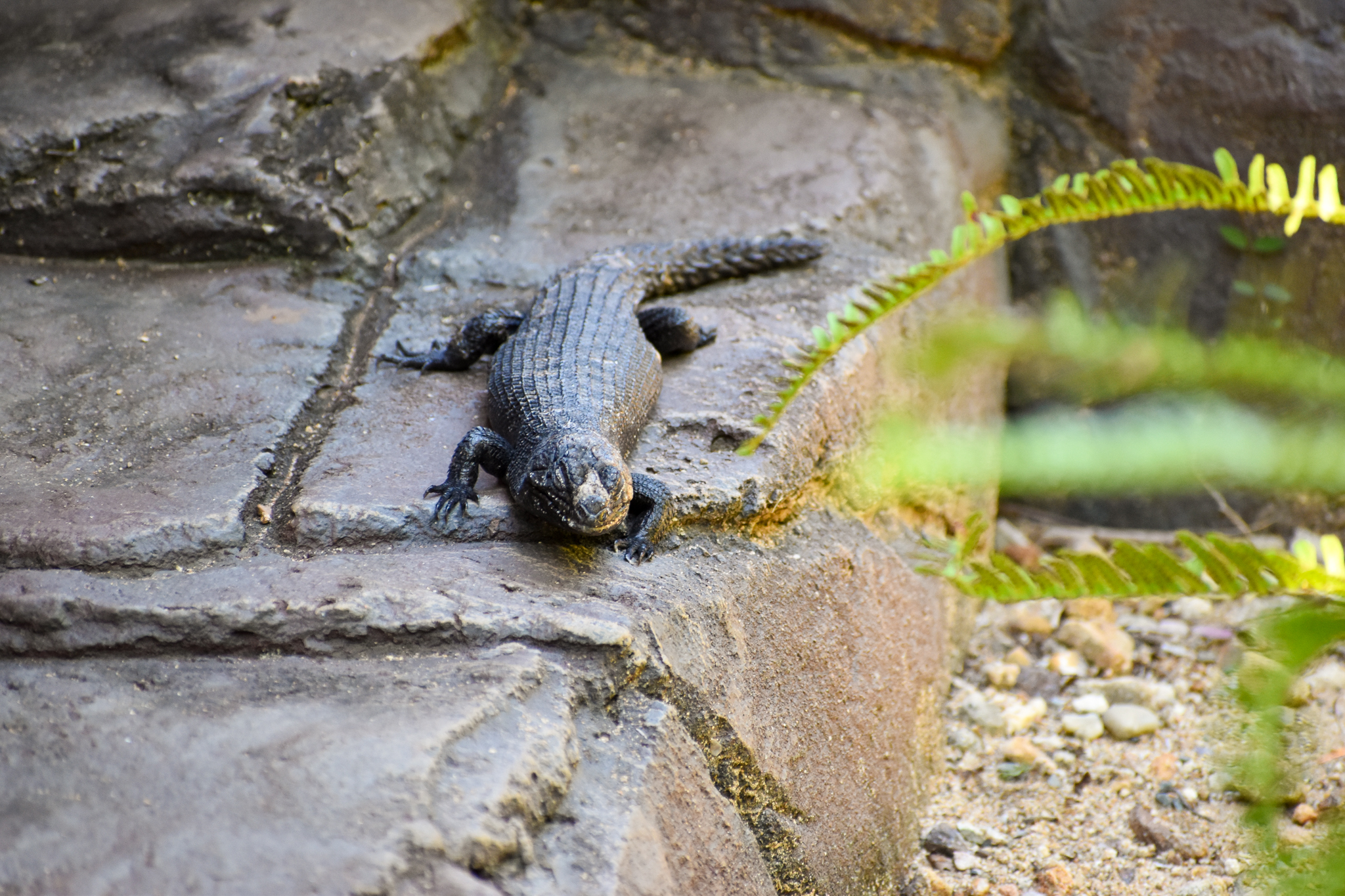 Cunningham's Skink (Egernia cunninghami)