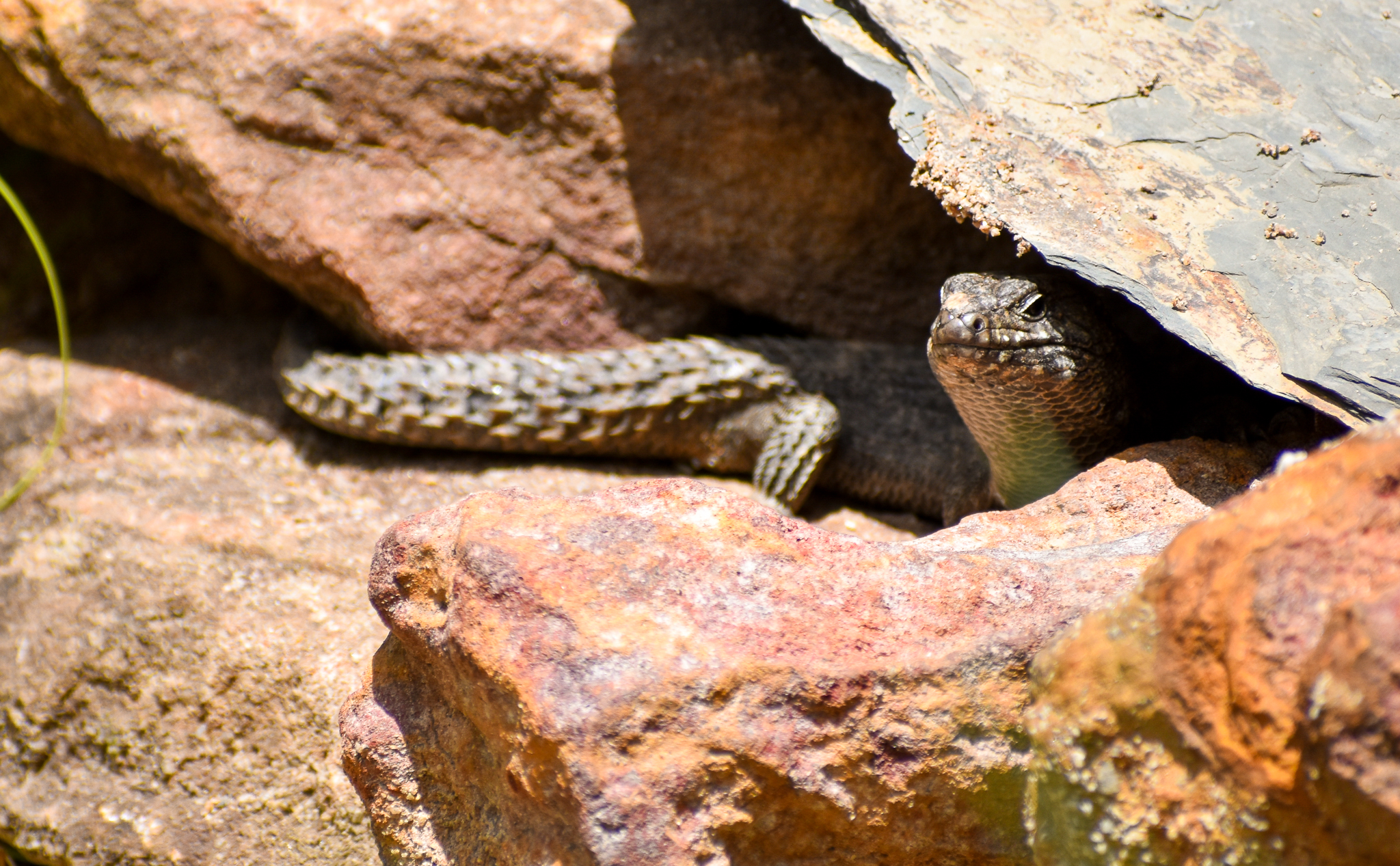 Cunningham's Skink (Egernia cunninghami)