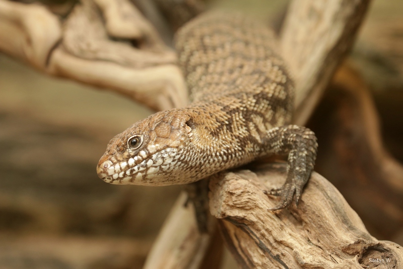Cunningham's skink (Egernia cunninghami)