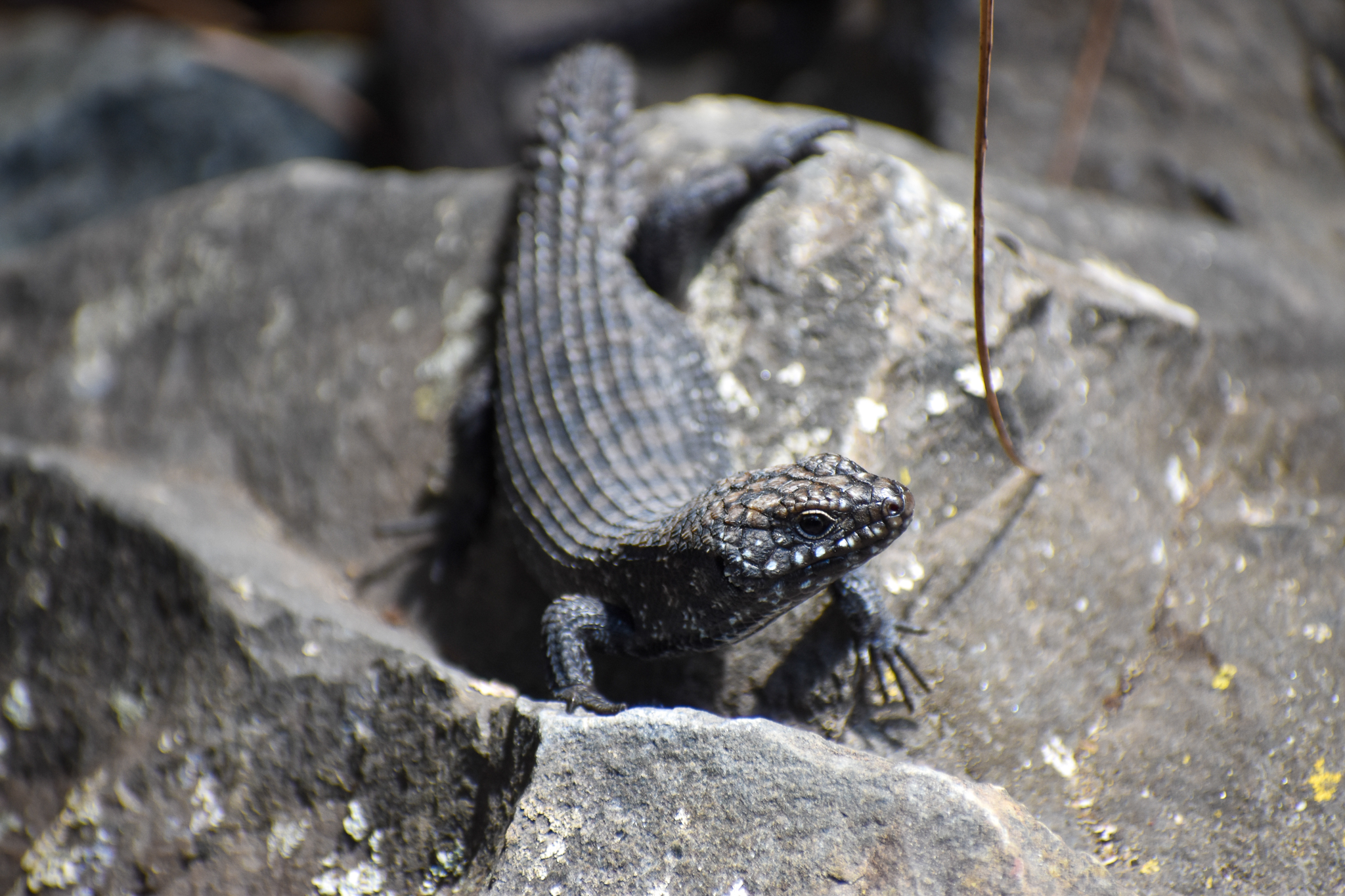 Cunningham’s Skink (Egernia cunninghami)